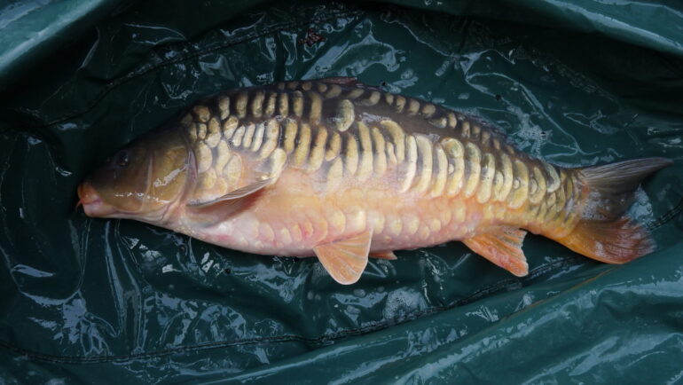 Re-stocking Cargill Lake